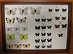 Рис. 19.	Коллекция насекомых. 2013 год.